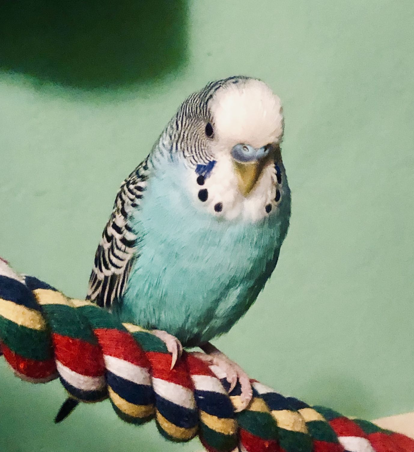Pic of the Litter: Liam